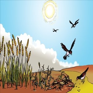 43 - The Parable of the Seed
